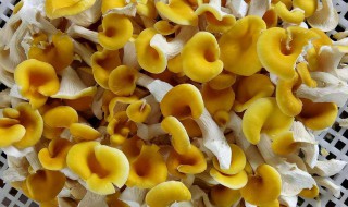 黄金菇有什么功效 食用黄金菇的好处有哪些