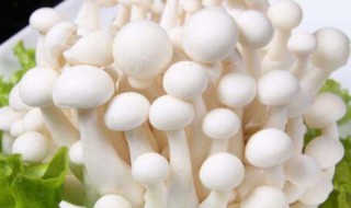 海鲜菇是寒性食物吗 海鲜菇是不是寒性食物