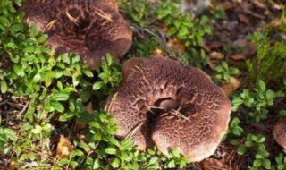 虎掌菌的营养功效以及食用方法有哪些 虎掌菌的营养功效以及食用方法有什么