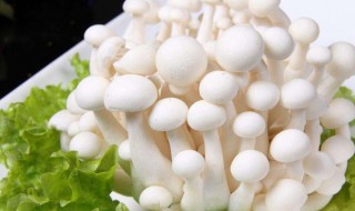 海鲜菇的禁忌 海鲜菇的禁忌是什么