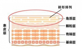 角质层薄怎么办 在选择化妆品时要小心注意