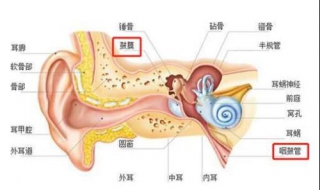 坐飞机耳朵疼怎么办 介绍几个解决方法给你