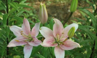 食用百合和百合花的区别 适用的范围不同