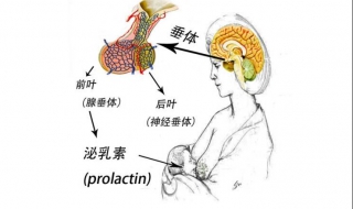 泌乳素高不孕怎么办 需找准病因对症治疗