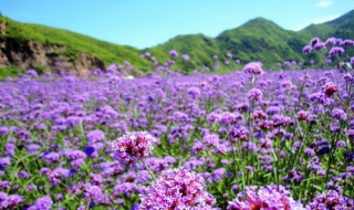 繁花似锦是什么意思 繁花似锦释义