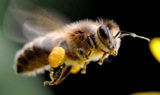 蜂叮着怎么处理 蜂叮着的处理方法