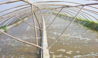 养虾水要怎么处理 有什么解决的办法