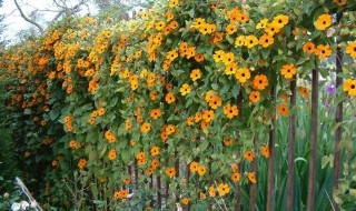 爬藤如何做造型 爬藤怎么搭架子做造型