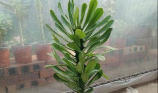 龙骨怎样做盆景 龙骨做盆景的方法