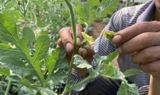 西瓜怎么处理根瓜 根瓜怎么处理