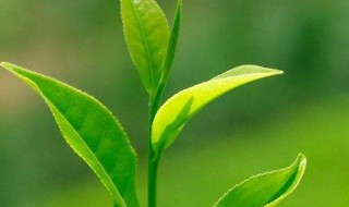 绿茶变味怎么处理 处理绿茶的方法