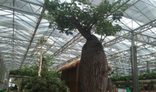 佛肚的养殖方法 佛肚如何养殖