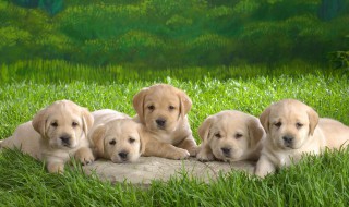 怎样做狗狗便便除味剂 分别去除哪里的异味