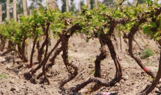 掐葡萄蔓的方法 需要注意什么