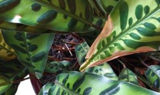 纹株的养殖方法 如何养殖纹株