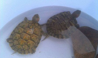 巴西龟发霉怎么处理 如何处理巴西龟发霉