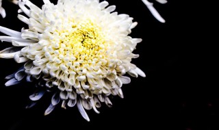 夏菊的扦插方法 夏菊的扦插方法简述