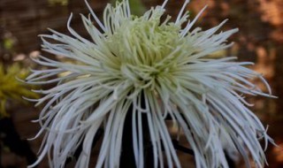 冷菊的栽培方法 如何栽冷菊