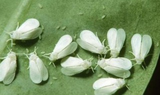 月季长虱子怎么处理 如何解决