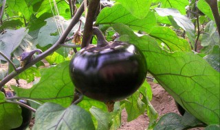 圆茄子长期保存方法 如何保存圆茄子