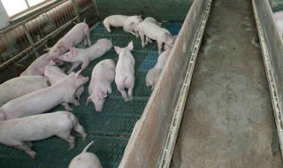 怎样喂猪长得快 喂猪的方法