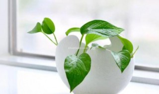 怎样去甲醛最快最有效 去甲醛最快最有效的方法