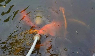 喂鱼的十种方法 鱼食及喂鱼方法