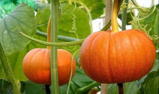 南瓜怎样种 你知道吗