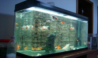 家里怎样做不用换水的鱼缸 家里做不用换水的鱼缸方法