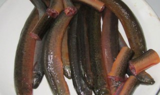 泥鳅鱼的刺怎么处理 泥鳅鱼的刺处理方法