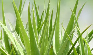 芦荟养殖方法和注意事项 如何养殖芦荟