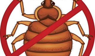 杀臭虫最有效的方法 杀臭虫最有效的方法是什么