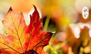 北方秋分吃什么传统食物 北方秋分吃的传统食物列述