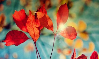 10月份美句 10月份美句有哪些