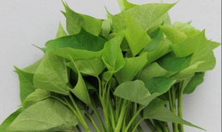 红薯叶子怎么吃 红薯叶地瓜叶怎样吃