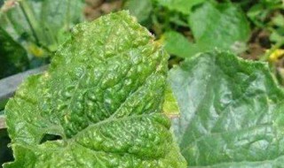 黄瓜卷叶怎么处理 处理卷叶的方法
