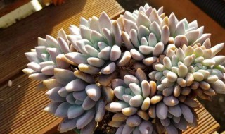 多肉最简单的配土方法 分别都有哪些