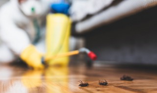 家里常见的虫子 这些害虫最让人讨厌