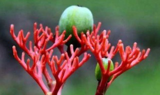 油桐是什么意思 油桐的介绍