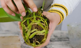 最简单蝴蝶兰家庭养法 蝴蝶兰怎么养殖