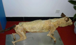 动物皮标本怎样做 有什么步骤