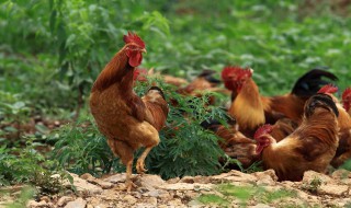 怎样在家做有机肥料 自己如何在家做有机肥