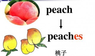桃子英语怎么读 桃子英语读音及释义