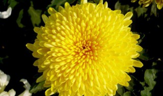 菊花有什么颜色 菊花的颜色有哪些