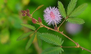 含羞草资料 含羞草百科