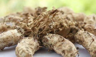 金蝉花有什么功效 金蝉花的功效是什么