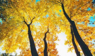 秋天是哪几个月 秋天是什么月份