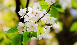 梨花什么时候开 梨花开花时间