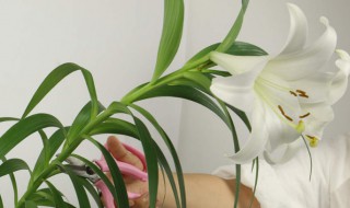 百合花什么时候开花 一年开几次花？