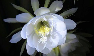 月下美人是什么花 相信你一定知道